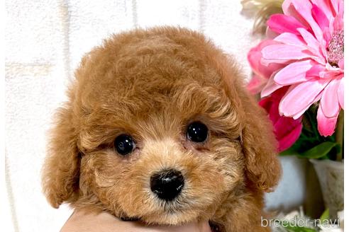 子犬