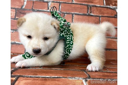 成約済の福岡県の豆柴-199134の5枚目