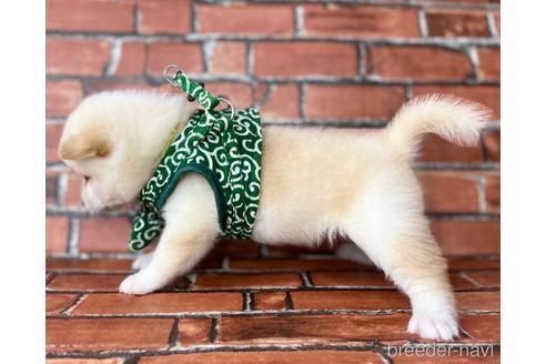 成約済の福岡県の豆柴-199134の2枚目