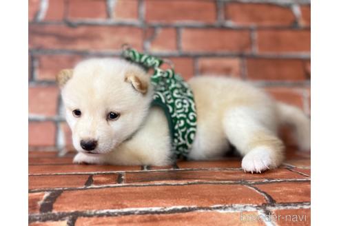 成約済の福岡県の豆柴-199134の3枚目