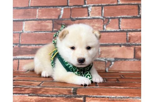 成約済の福岡県の豆柴-199134の1枚目