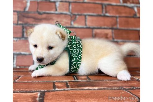 成約済の福岡県の豆柴-199134の4枚目