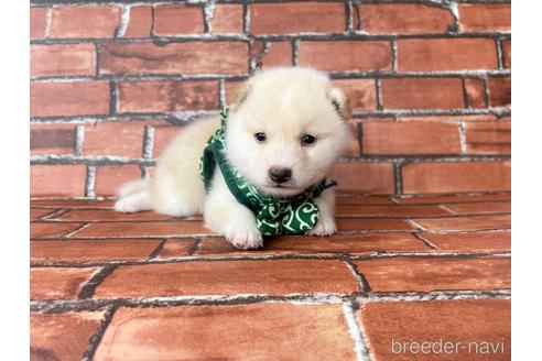 成約済の福岡県の豆柴-199135の2枚目