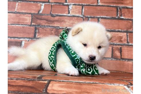 成約済の福岡県の豆柴-199135の3枚目