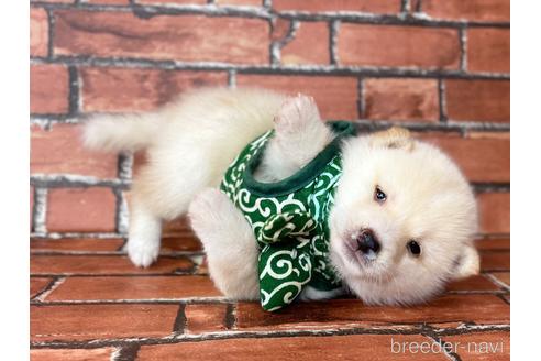 成約済の福岡県の豆柴-199135