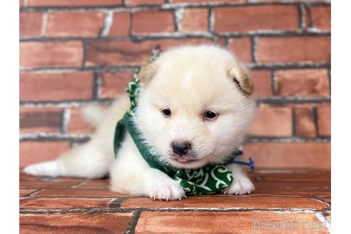 成約済の福岡県の豆柴-199135の4枚目