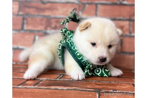成約済の福岡県の豆柴-199135の5枚目