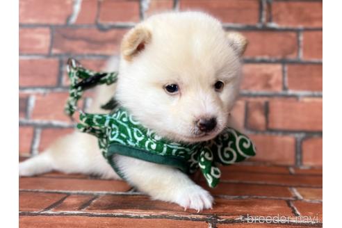 成約済の福岡県の豆柴-199135の6枚目