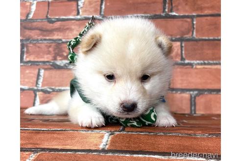 成約済の福岡県の豆柴-199135の7枚目