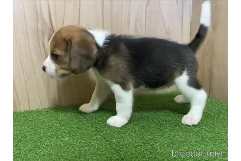 成約済の愛知県のビーグル-199165の2枚目