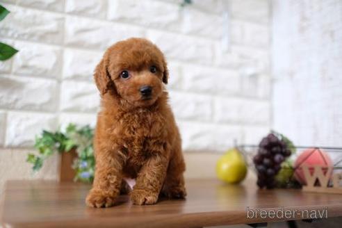 成約済の滋賀県のトイプードル-197185の6枚目