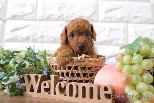 成約済の滋賀県のトイプードル-197185の3枚目