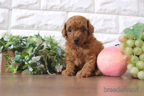 成約済の滋賀県のトイプードル-197185の2枚目