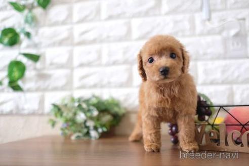 成約済の滋賀県のトイプードル-197186