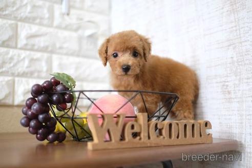 成約済の滋賀県のトイプードル-197186の6枚目