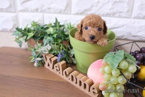 成約済の滋賀県のトイプードル-197186の3枚目