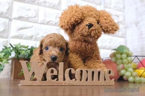 成約済の滋賀県のトイプードル-197186の2枚目