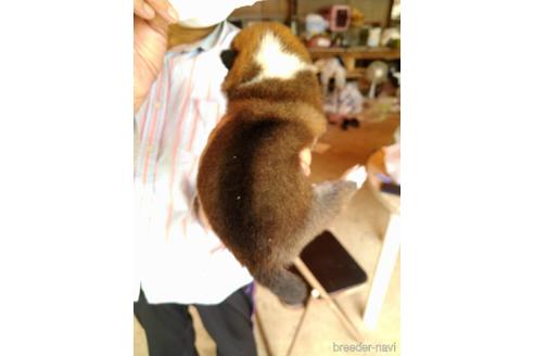 成約済の徳島県の柴犬-199185の2枚目