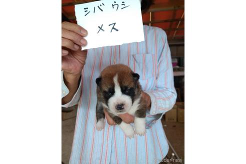 成約済の徳島県の柴犬-199185の1枚目