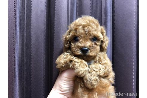 成約済の愛知県のタイニープードル-197024の1枚目