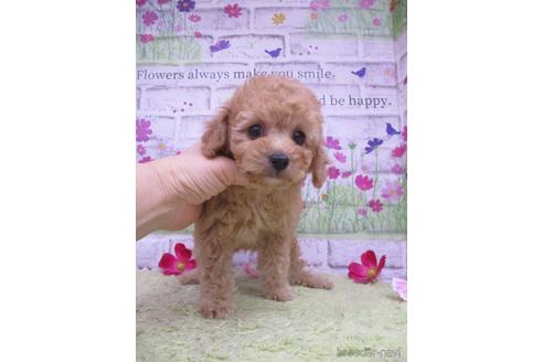 成約済の鳥取県のタイニープードル-192443