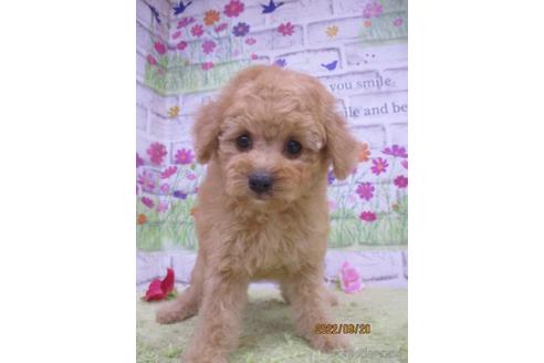 成約済の鳥取県のタイニープードル-192443の2枚目