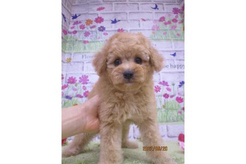 成約済の鳥取県のタイニープードル-192443の3枚目