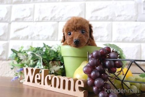 成約済の滋賀県のトイプードル-197187の1枚目