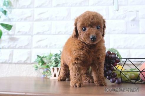 成約済の滋賀県のトイプードル-197187の6枚目