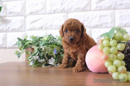 成約済の滋賀県のトイプードル-197187の3枚目