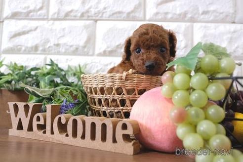 成約済の滋賀県のトイプードル-197187の2枚目