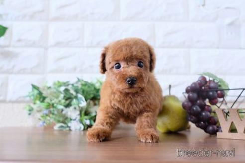 成約済の滋賀県のトイプードル-197189の1枚目