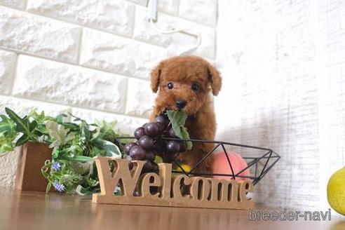 成約済の滋賀県のトイプードル-197189の6枚目