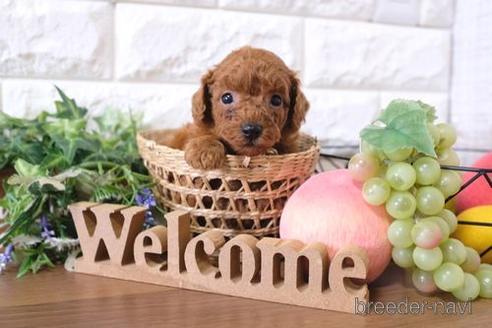 成約済の滋賀県のトイプードル-197189の3枚目