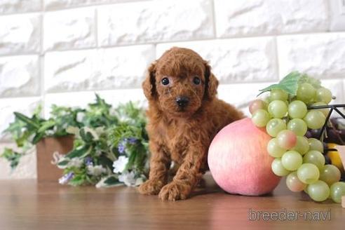 成約済の滋賀県のトイプードル-197189の2枚目
