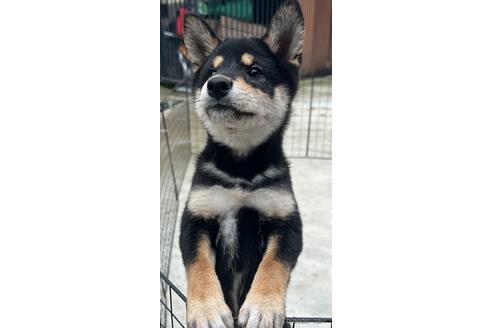 成約済の山梨県の柴犬-186868の6枚目