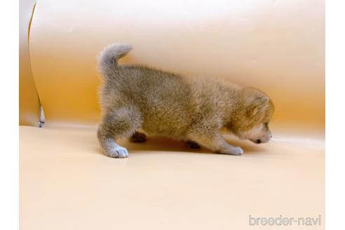 成約済の東京都の柴犬-201312の5枚目