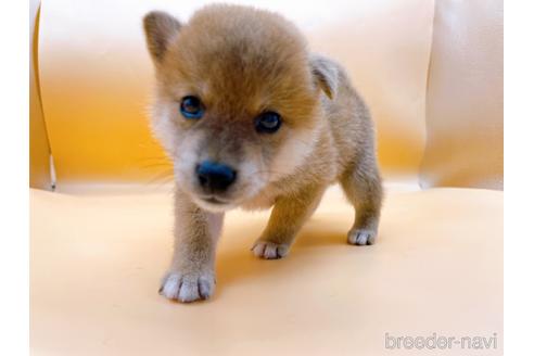 成約済の東京都の柴犬-201312