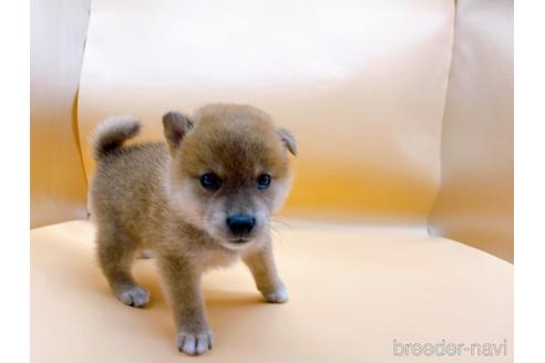 成約済の東京都の柴犬-201312の6枚目