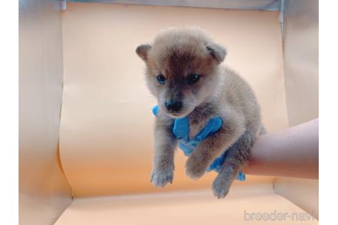 成約済の東京都の柴犬-201312の7枚目