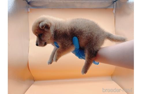 成約済の東京都の柴犬-201312の8枚目