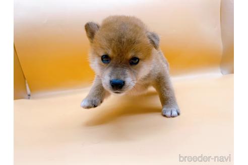 成約済の東京都の柴犬-201312の9枚目