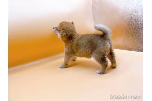 成約済の東京都の柴犬-201312の10枚目