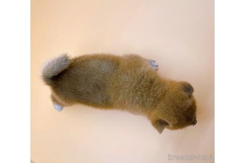 成約済の東京都の柴犬-201312の11枚目