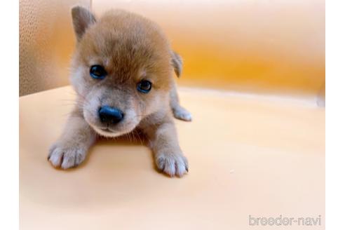 成約済の東京都の柴犬-201312の3枚目