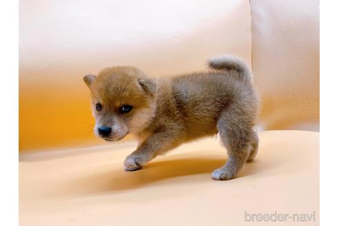 成約済の東京都の柴犬-201312の4枚目