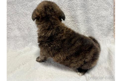 成約済の滋賀県のミックス犬-196559の3枚目