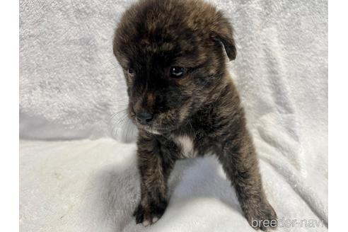 成約済の滋賀県のミックス犬-196559の7枚目
