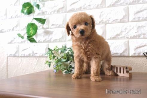 成約済の滋賀県のトイプードル-197198