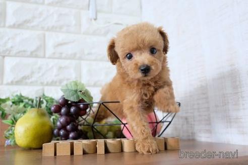 成約済の滋賀県のトイプードル-197198の6枚目